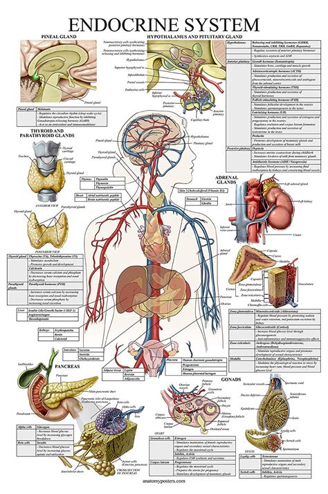 Flash Deals - 80% OFF The Endocrine System Anatomical Chart